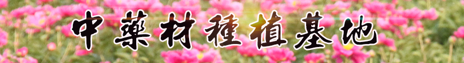 无码人妻少妇色欲AV一区二区